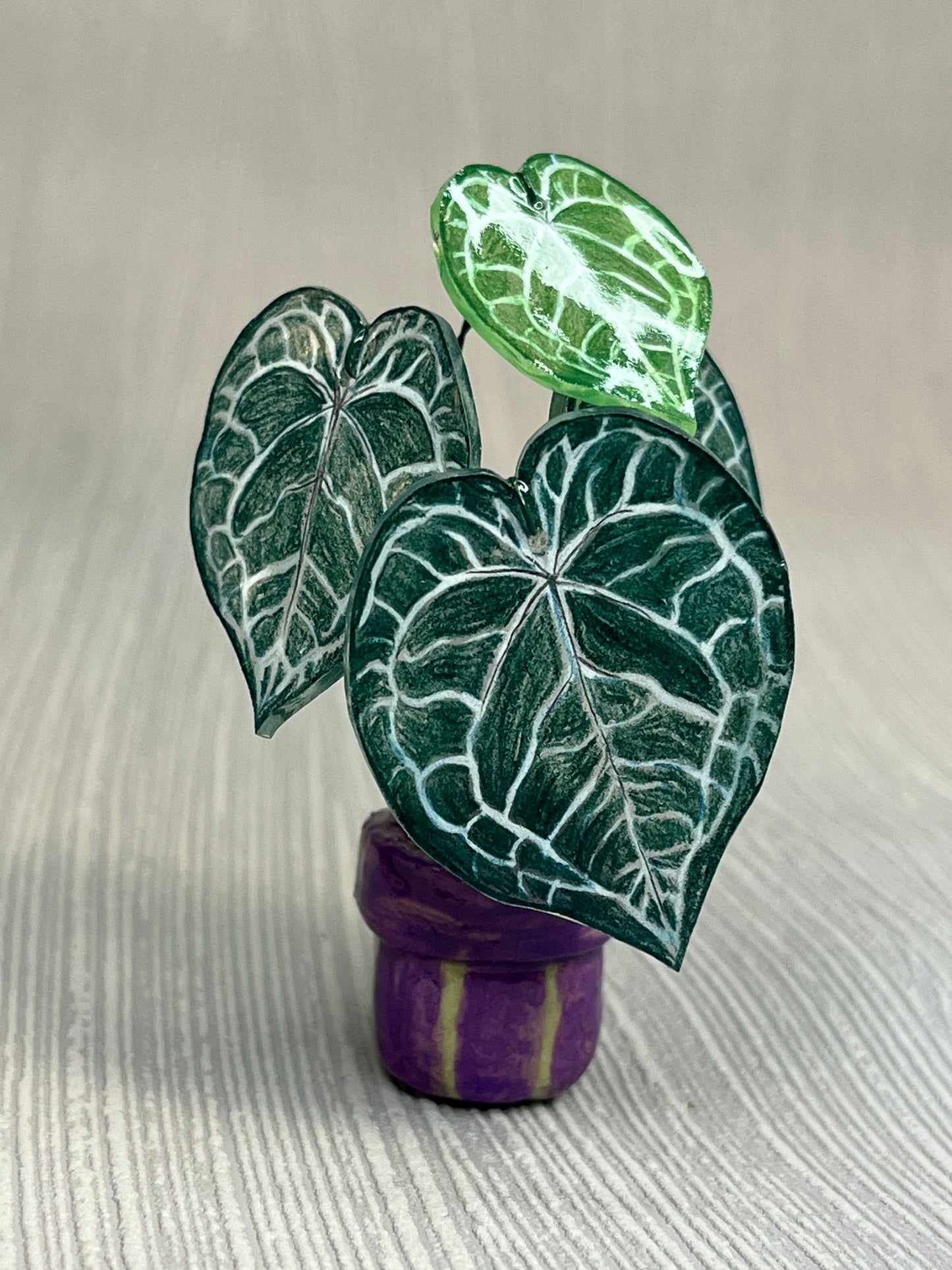 Anthurium “Clarinervium" –  Anthurium Magnet