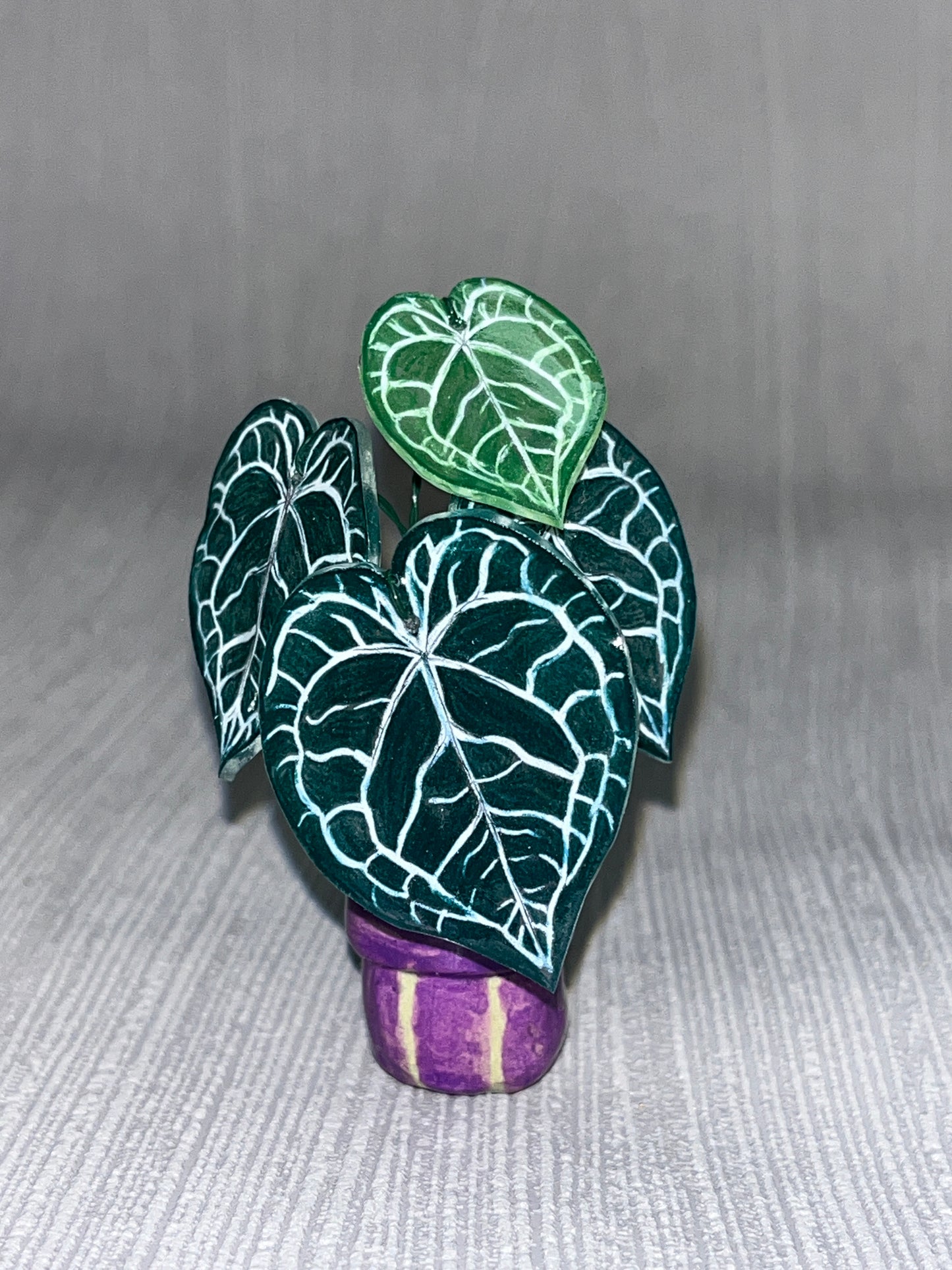 Anthurium “Clarinervium" –  Anthurium Magnet