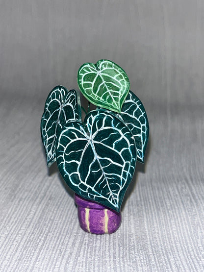 Anthurium “Clarinervium" –  Anthurium Magnet