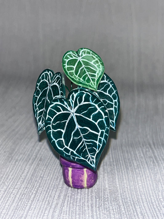 Anthurium “Clarinervium" –  Anthurium Magnet