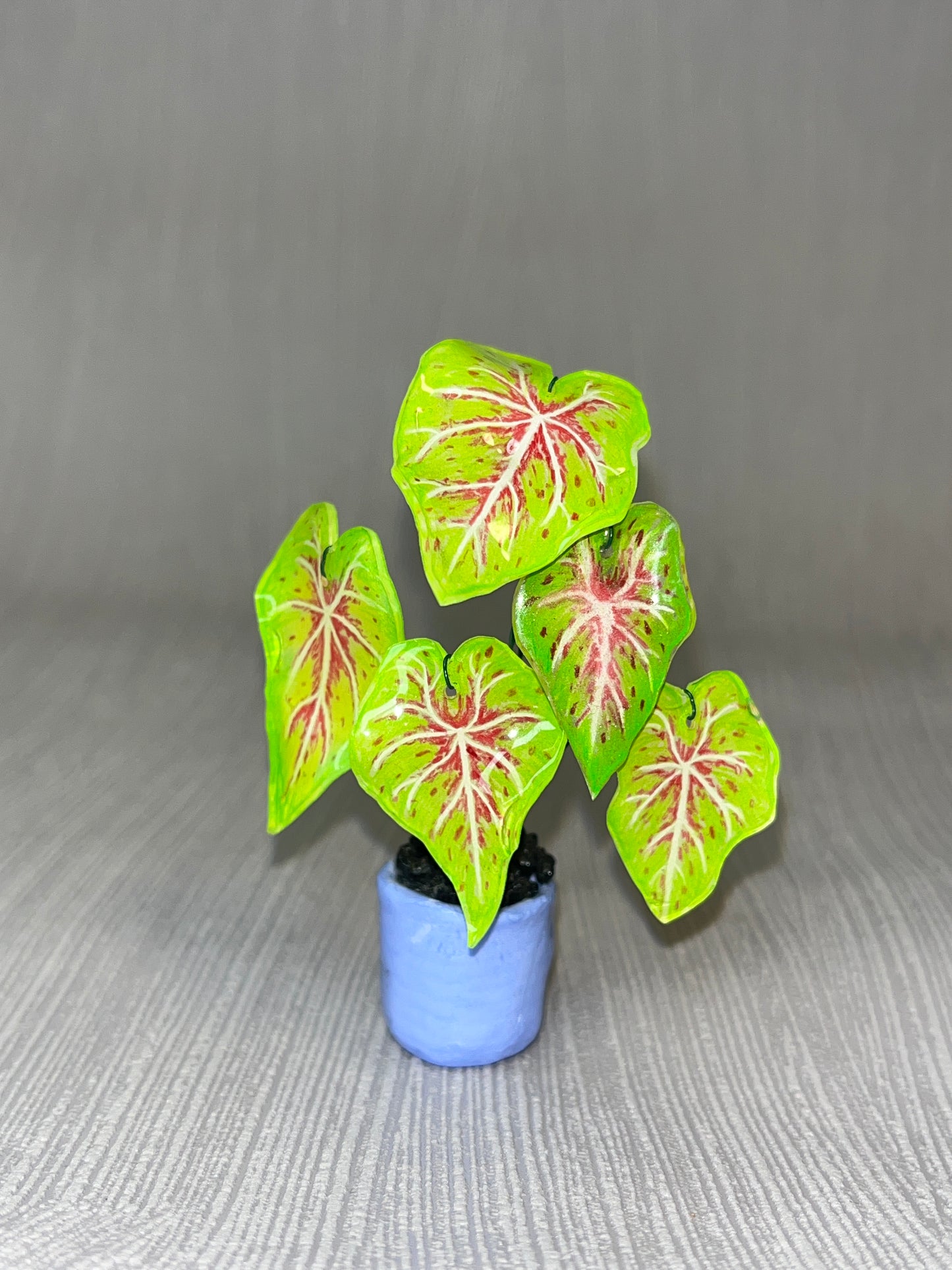 Caladium "Miss Muffet" -  Caladium Magnet