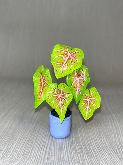 Caladium "Miss Muffet" -  Caladium Magnet