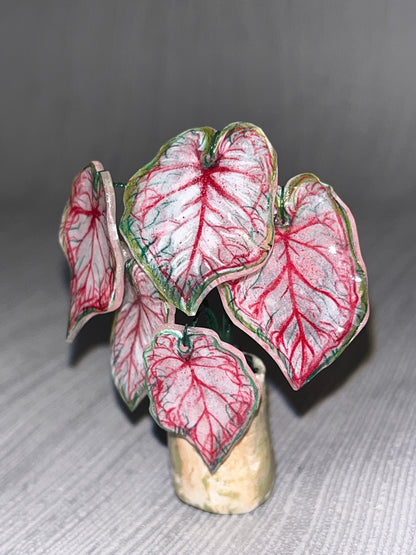 Caladium “Sweet Heart" –  Caladium Magnet