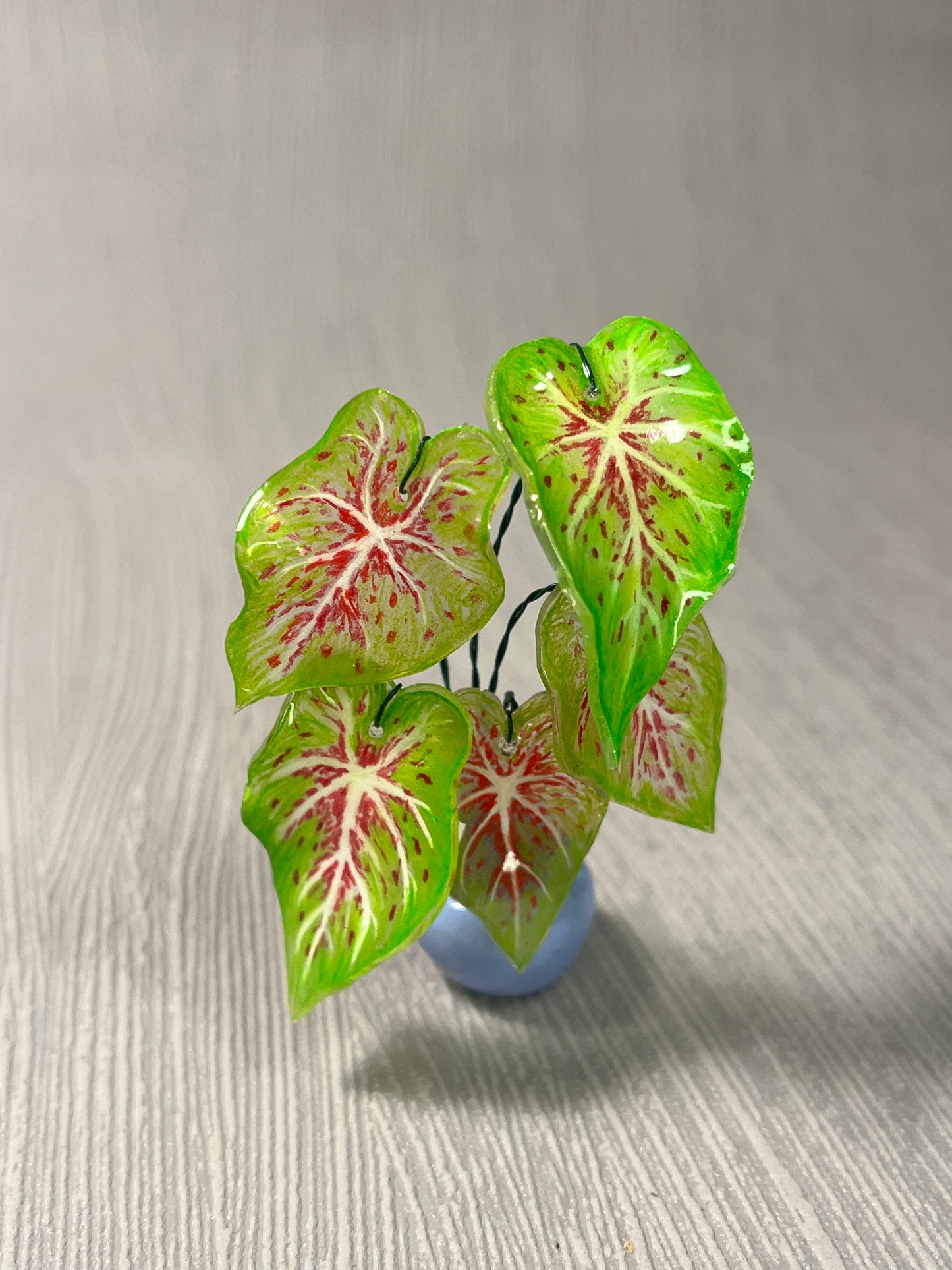 Caladium "Miss Muffet" -  Caladium Magnet