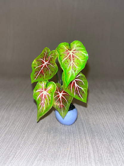 Caladium "Miss Muffet" -  Caladium Magnet