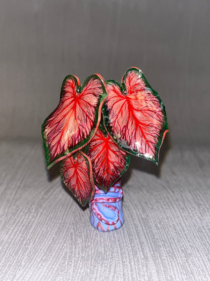 Caladium “Red Glamour” –  Caladium Magnet